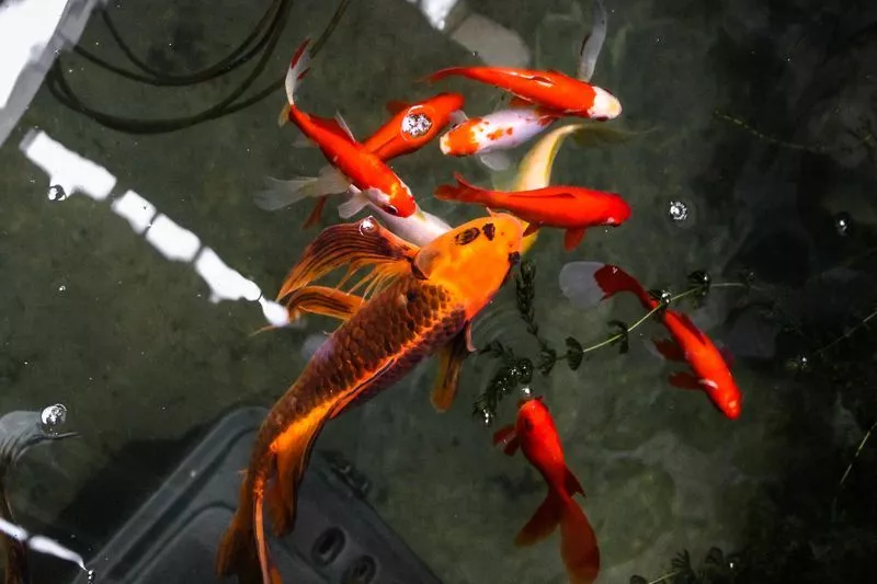 . Дом под ключ "Сочинское шоссе 2/4а". Лазаревское