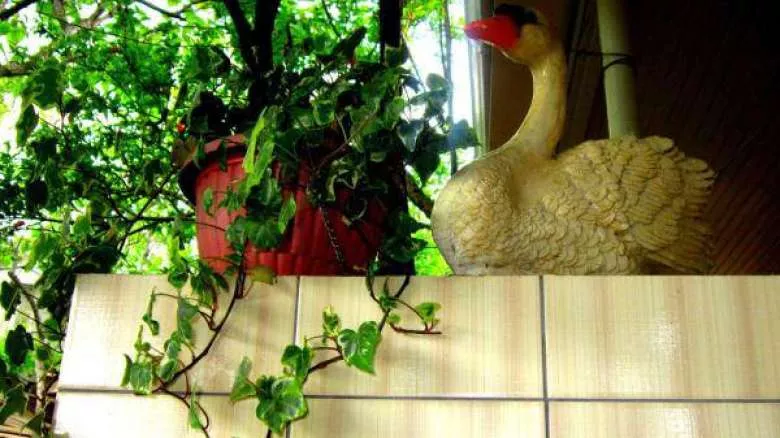 . Гостевой дом "Виолетта". Сочи