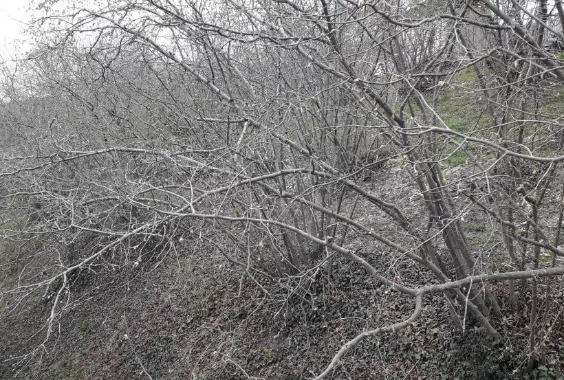 . Частный сектор Апартаменты у Арнольда в Пляхо. Пляхо