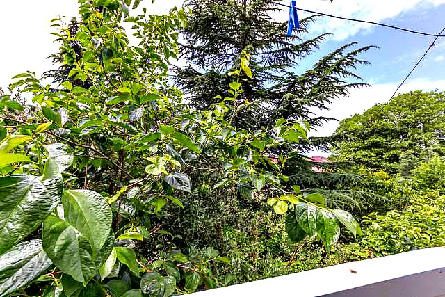 . Гостевой дом "Виолетта". Сочи