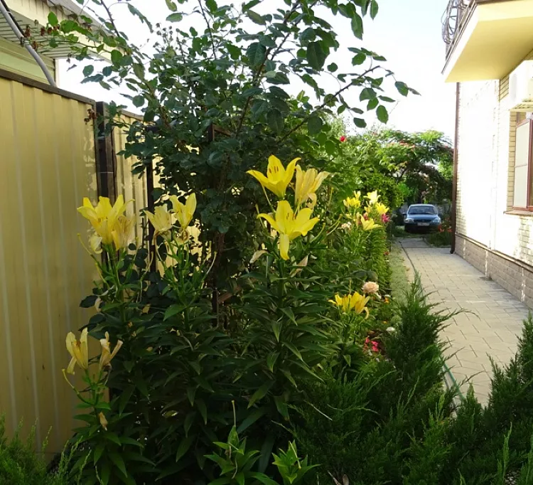 . Частный гостевой дом Дольче Вита. Голубицкая