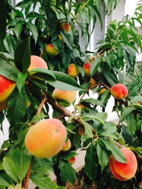 . Гостевой дом "Анастасия". Заозерное