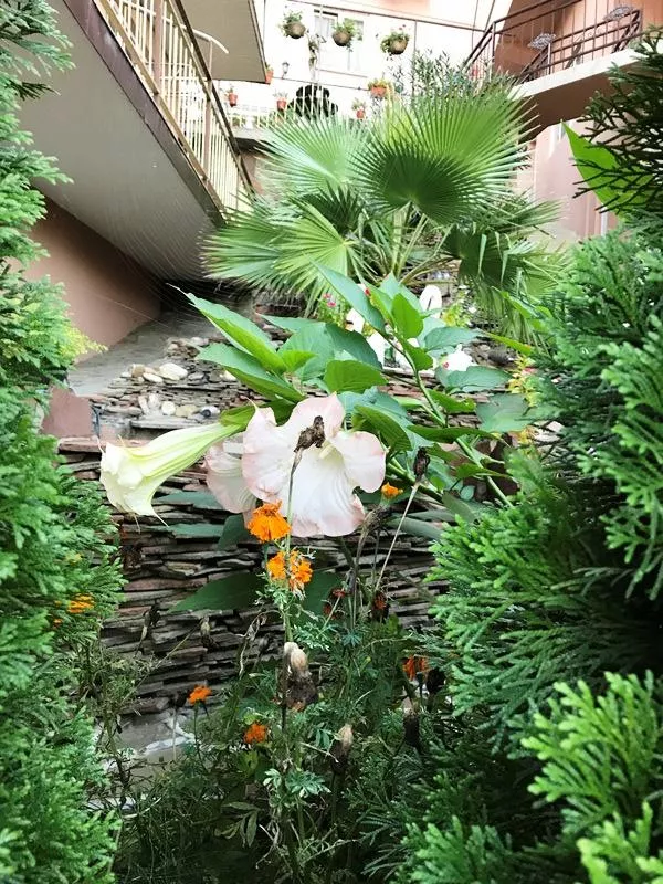 . Гостевой дом "Лоренсия". Адлер