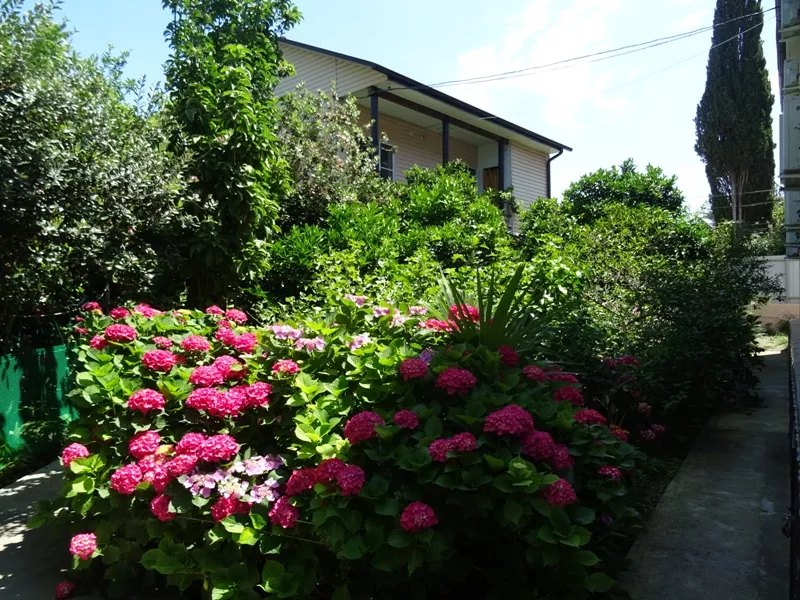 . Частный сектор "Putius bay". Пицунда . Частный сектор "Putius bay". Пицунда